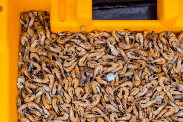 Krabbenfischerei im Wattenmeer