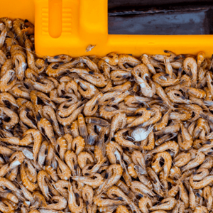Krabbenfischerei im Wattenmeer