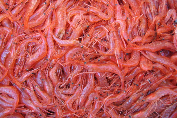 Pink Shrimps closeup