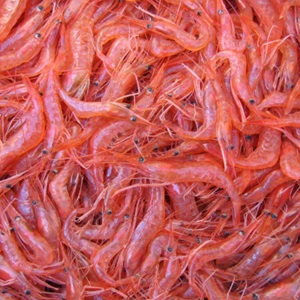 Oregon Garnelenfischerei