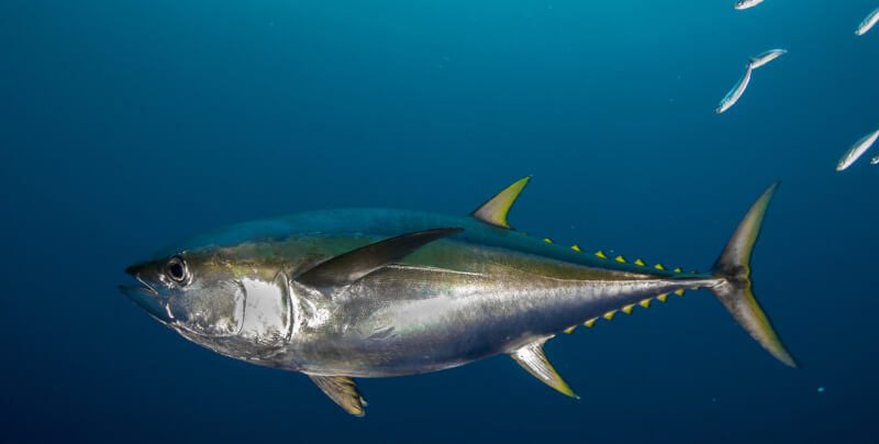 Gelbflossenthunfisch im Meer schwimmend