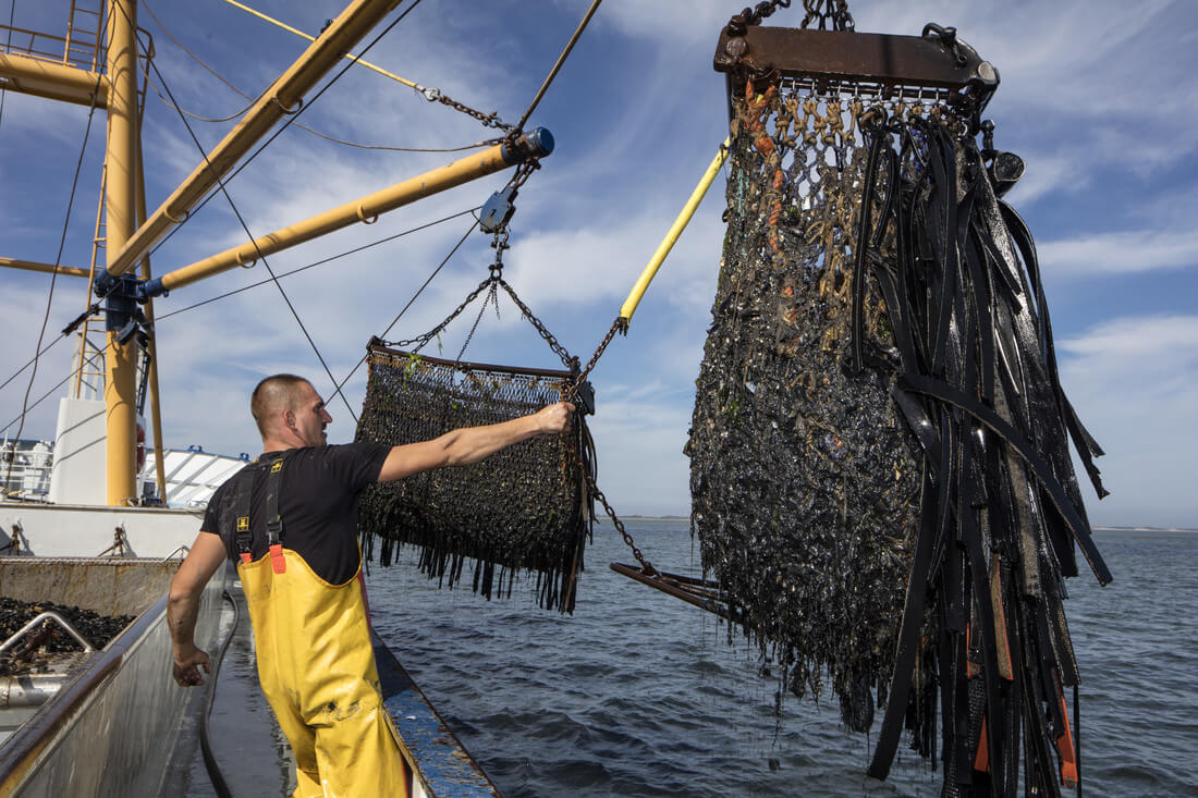 RS4425_MSC_Blue_Mussel_Fishery_Germany-1677-scr (1)