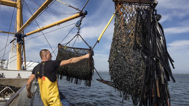 Sie streben eine MSC-Zertifizierung für Ihre Fischerei an?