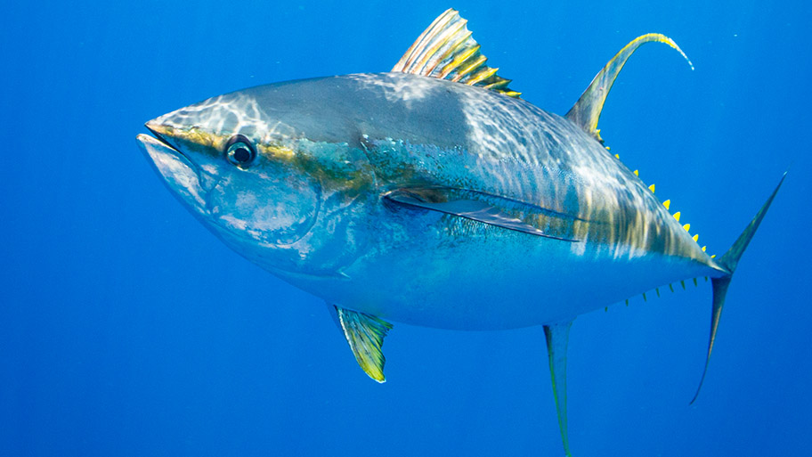 Risiko der Suspendierung für MSC-zertifizierte Thunfischfischereien im westlichen und mittleren Pazifik