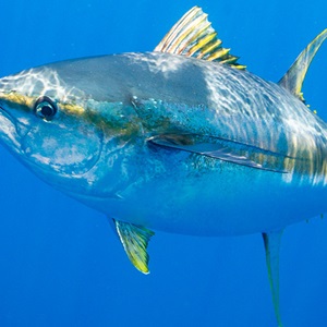 Risiko der Suspendierung für MSC-zertifizierte Thunfischfischereien im westlichen und mittleren Pazifik