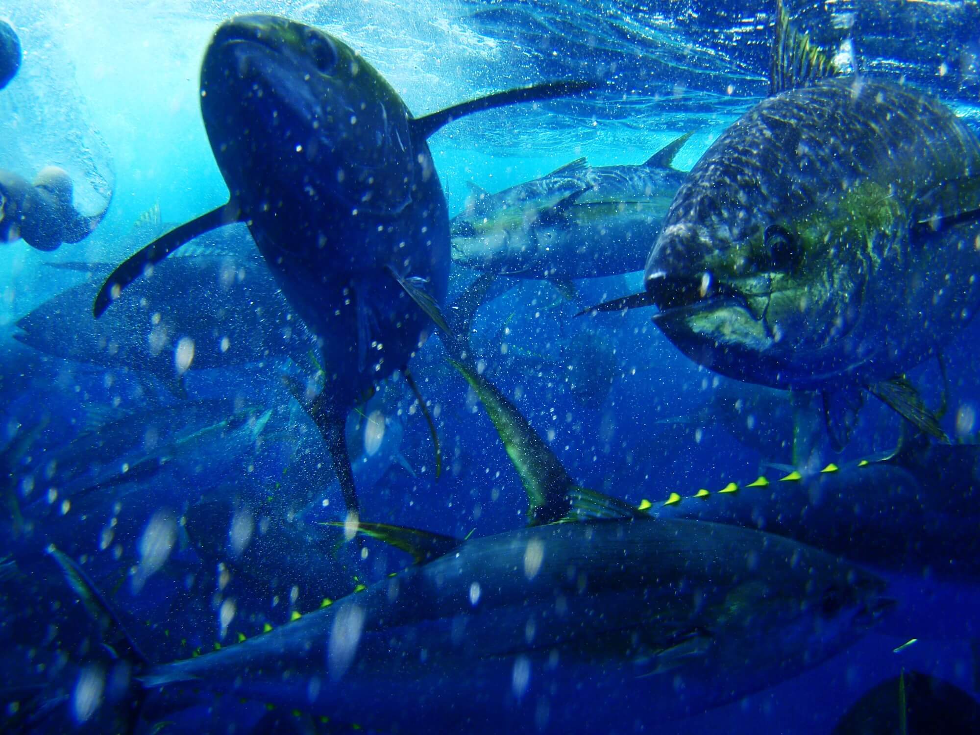 Northeastern Tropical Pacific Yellowfin Tuna