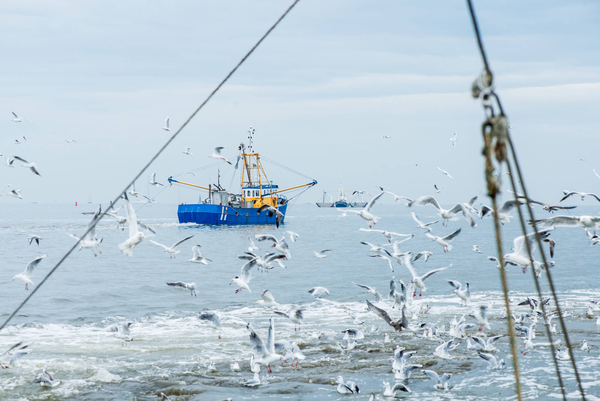 brown shrimp small fishing boat