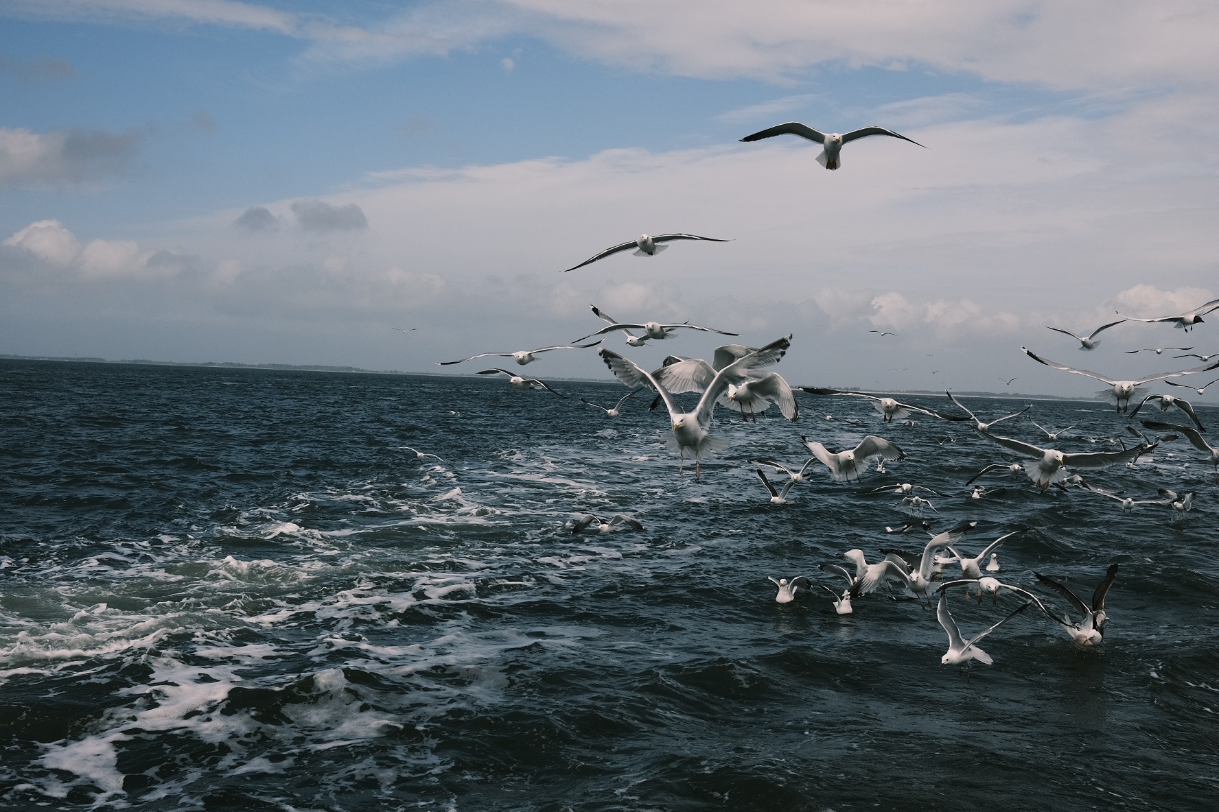 Seagulls following brown shrimp vessel