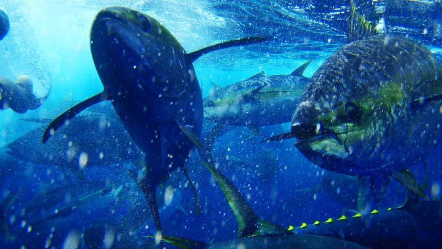 Over tonijn, lokvlotten en bijvangst