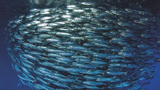 Fischbestände bedroht