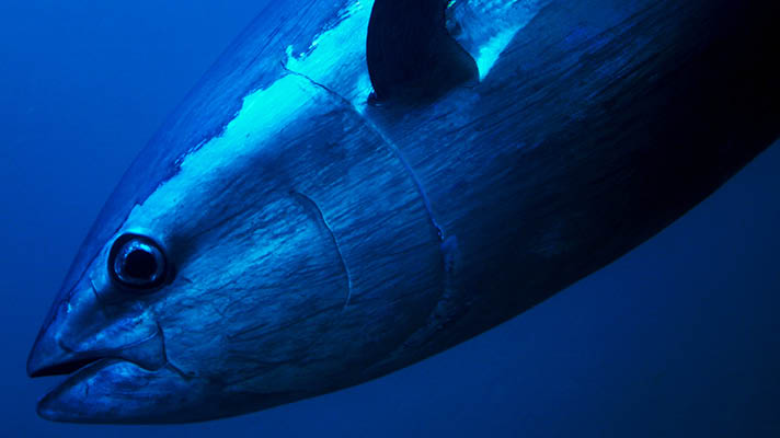 Bluefin tuna under water diving