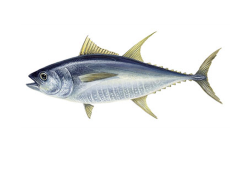 Thunfisch im Fisch-ABC