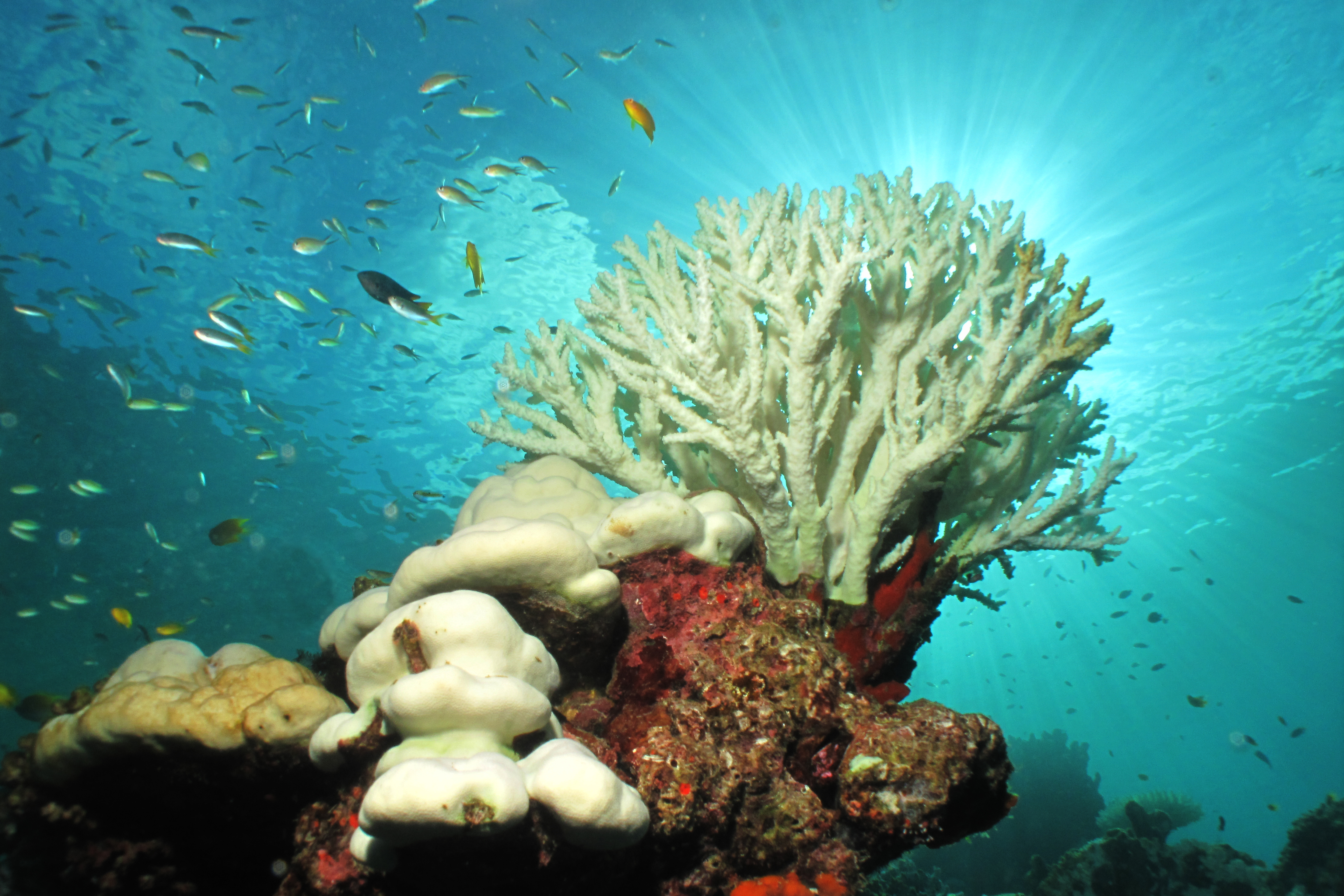 Korallenbleiche  – Fischen nach Lösungen für Fischerei und gegen Klimawandel