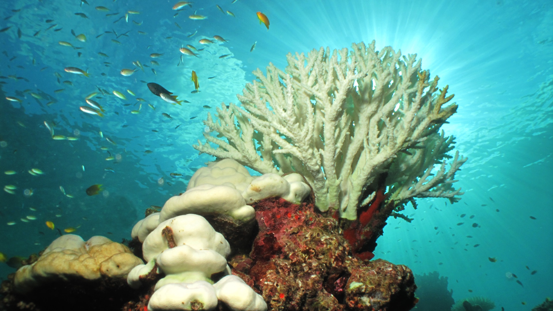 Korallenbleiche – Fischen nach Lösungen für Fischerei und gegen Klimawandel