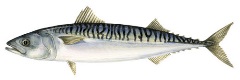 Atlantic mackerel, scomber scombrus