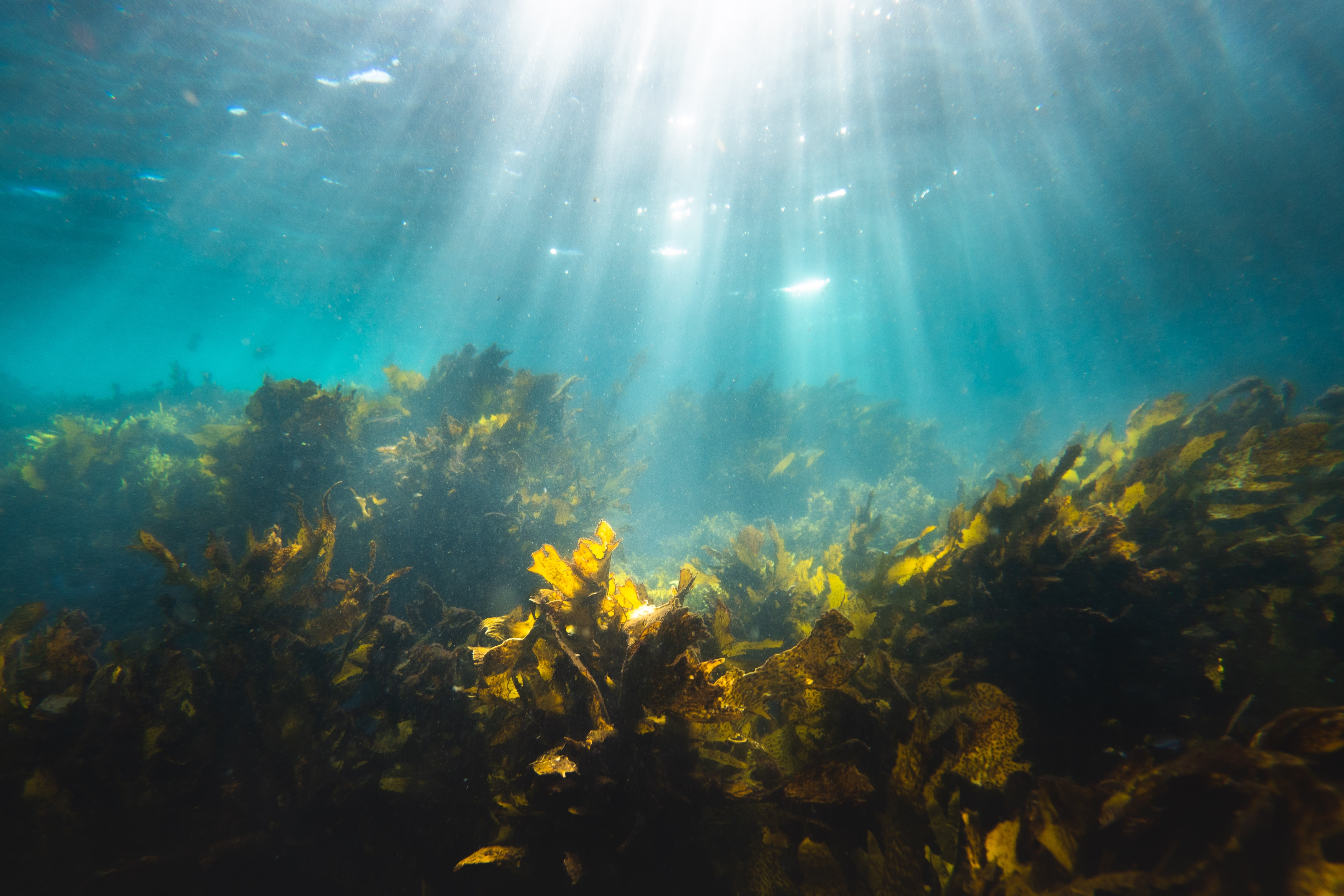 Meeresalgen unter Wasser von silas baisch auf unsplash