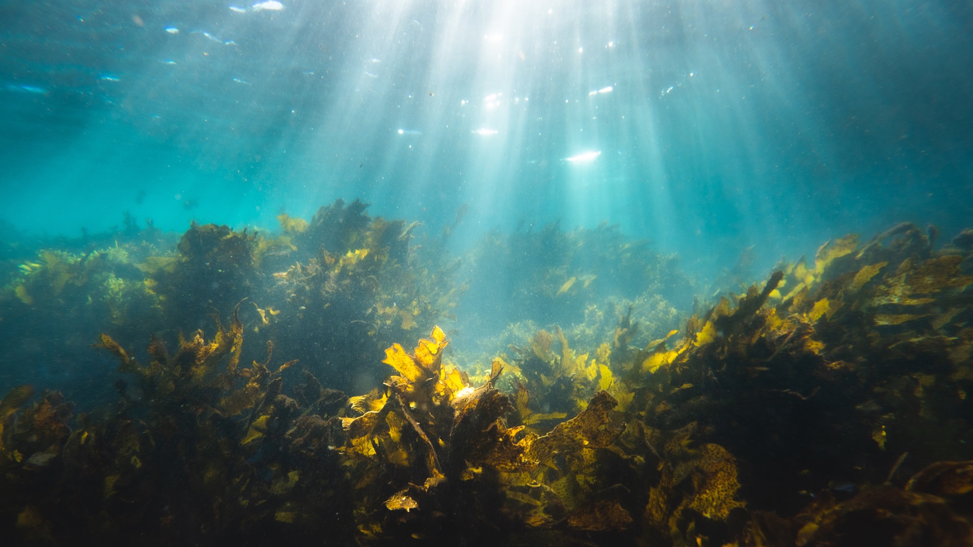 Meeresalgen unter Wasser von silas baisch auf unsplash