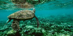 Meeresschildkröte schwimmt unter Wasser