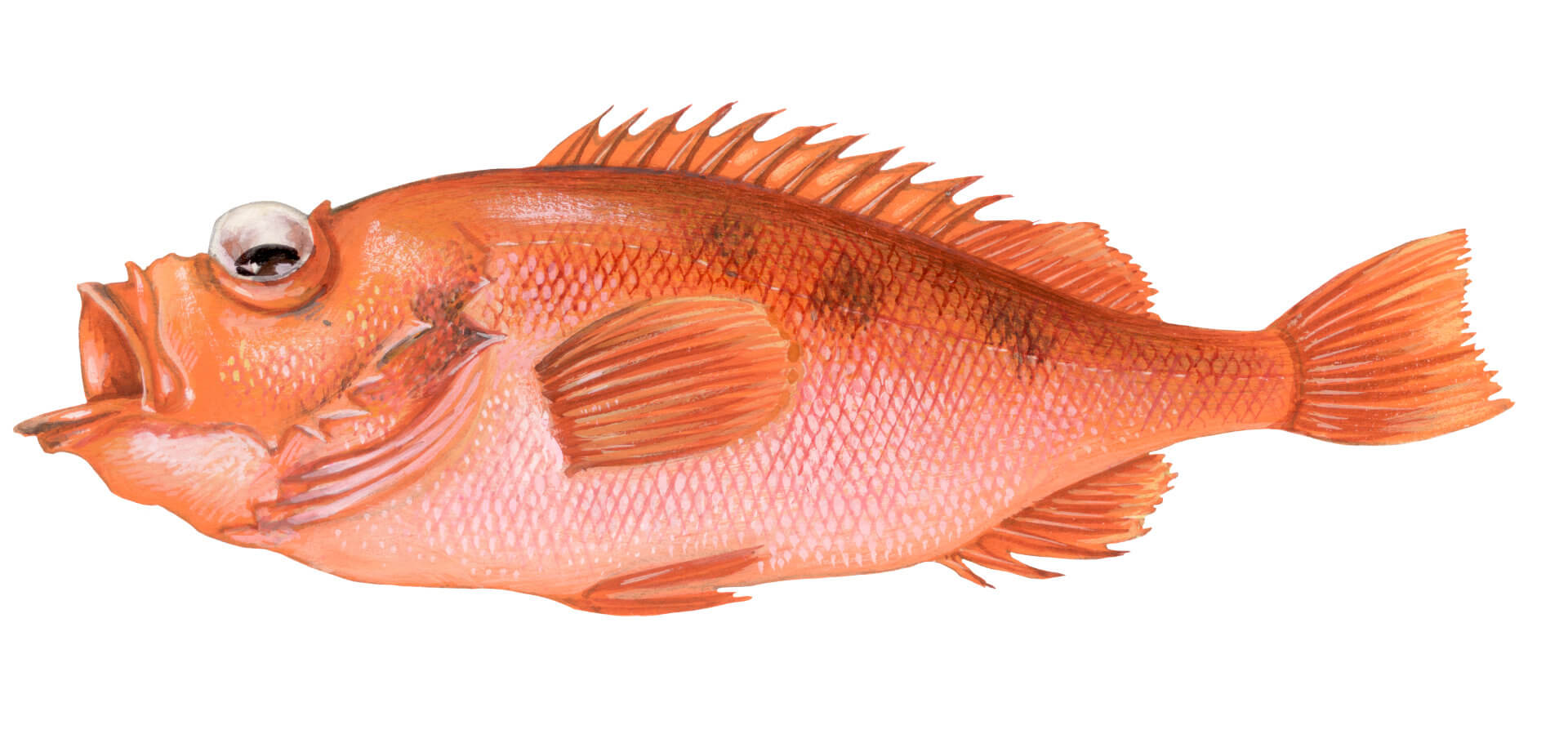 Sebastes mystinus