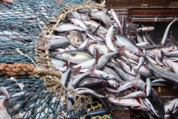 Seelachsfischerei in der Nordsee