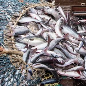 Seelachsfischerei in der Nordsee
