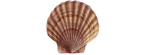 Eine Illustration der Muschelart Tiefessescallop © Scandinavian Fishing Year Book