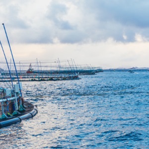 ASC annonserer konsultasjon om supplerende Chain of Custody krav for akvakultur