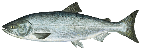 salmon salmon