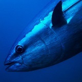 MSC i VICE-artikel om hållbart fiske