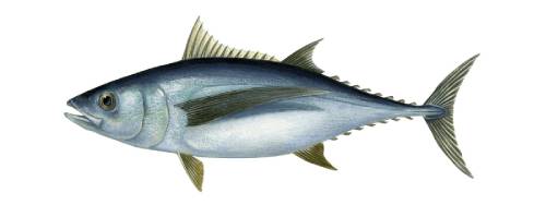 Weißer Thunfisch