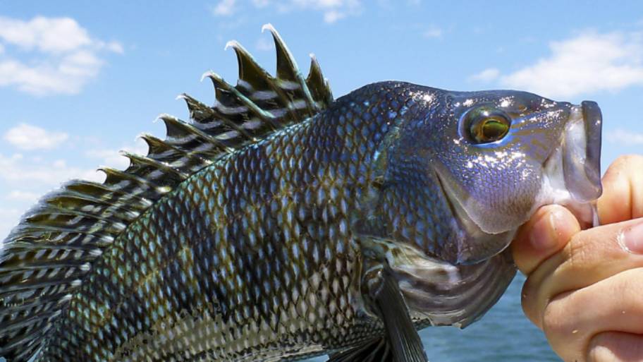 Ozeane – eine unbekannte Welt in Gefahr