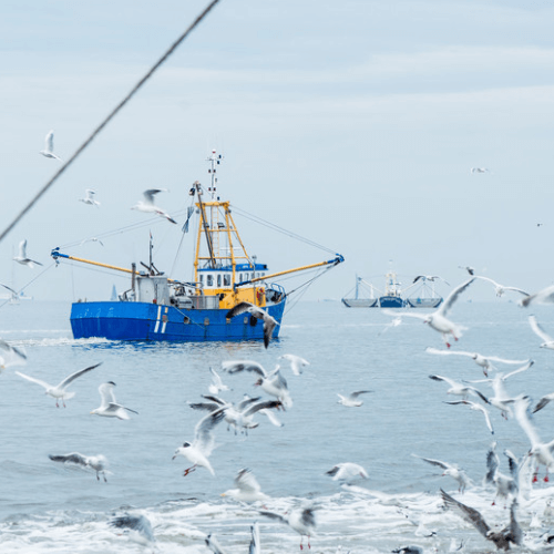 Zertifizierung für Fischereien
