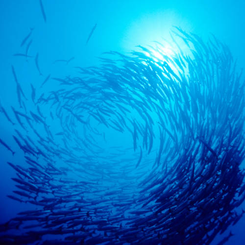 spotlight-was-macht-der-msc