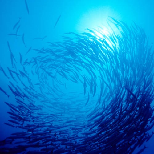 Was bewirkt der MSC?