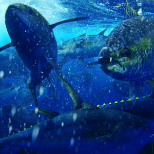 Aussetzung des MSC-Zertifikats für Gelbflossen-Thunfisch der maledivischen Pole & Line (Angelruten) Fischerei