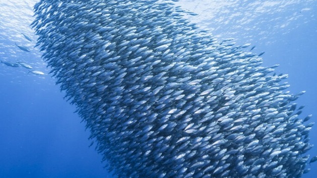 ¿Qué es la pesca sostenible?