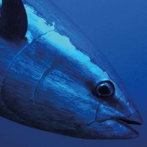 Thunfisch-Bericht als PDF