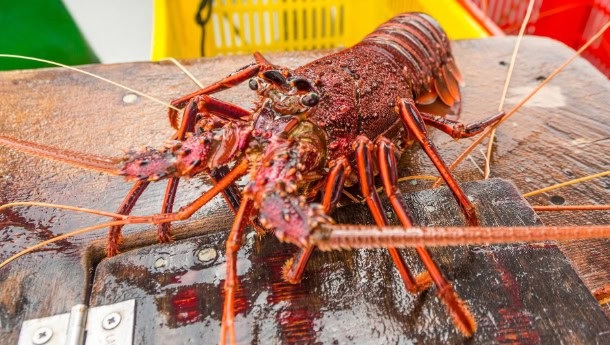 Langustenfischer in Australien