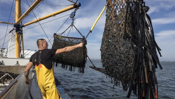 Friede den Miesmuscheln