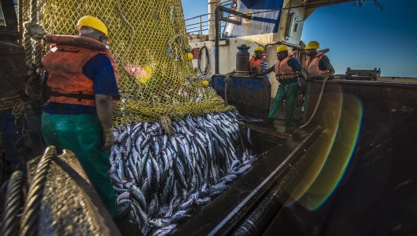 Kap-Seehecht der Guten Hoffnung