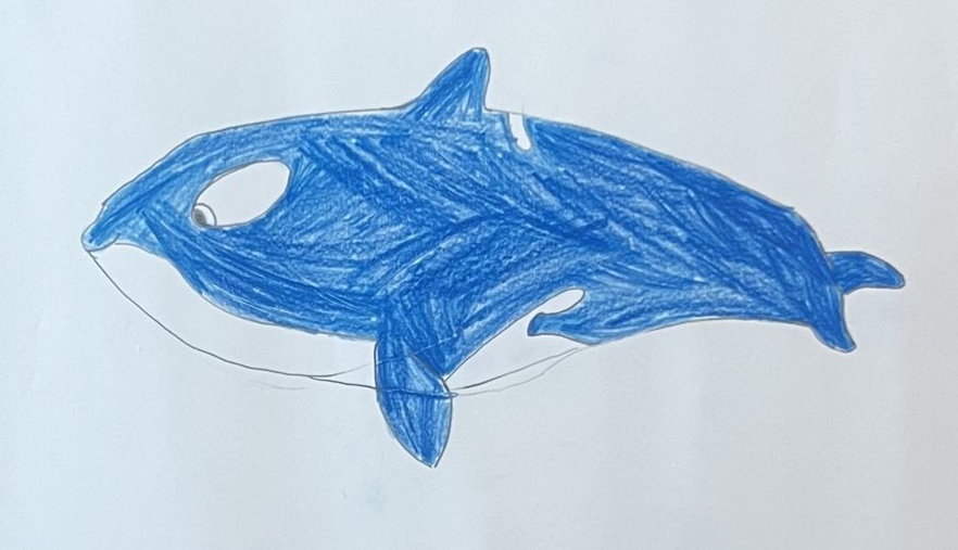 Zeichnung eines Orcas im Rahmen des MSC Malwettbewerbs 2025
