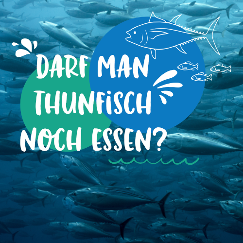 Der MSC Thunfisch- Bericht