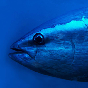 MSC-Thunfischbericht 2025