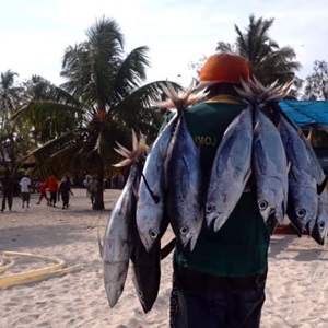 Wie geht es den Thunfischbeständen weltweit?