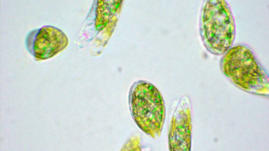 Warum wir uns für zertifizierte Algen begeistern