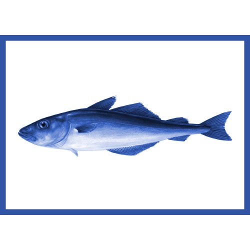 Unser umfangreiches Fisch-ABC