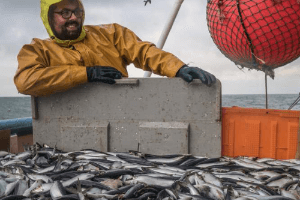 Heringsfischerei in der Nordsee