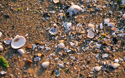 Beyond seafood: this sustainable clam fishery is recycling shells