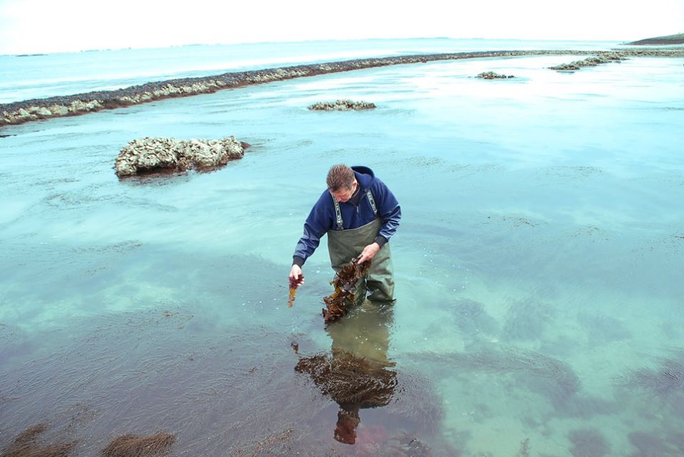 MSC bidrager til biodiversitet og opfyldelse af bæredygtighedsmål