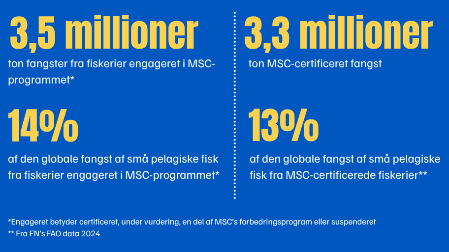 Vigtige fakta og tal om fiskerier engageret i MSC-programmet efter små pelagiske fisk